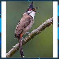 Cám chim chào mào thức ăn hằng ngày - Nhập Khẩu Đài - Gói 500 gram