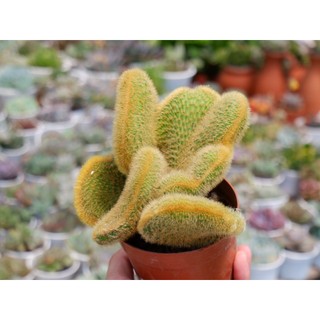 Xương rồng rồng lượn xoắn độc lạ hàng hiếm size chậu 10cm