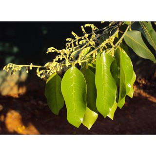 Cây gỗ sao đen giống