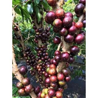 Cây giống Nho thân gỗ Đỏ 12 vụ