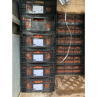 Củ hoa lay ơn đỏ (Củ giống nhập ngoại)