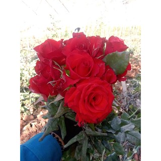 Gốc hồng cổ đà lạt khách được màu
