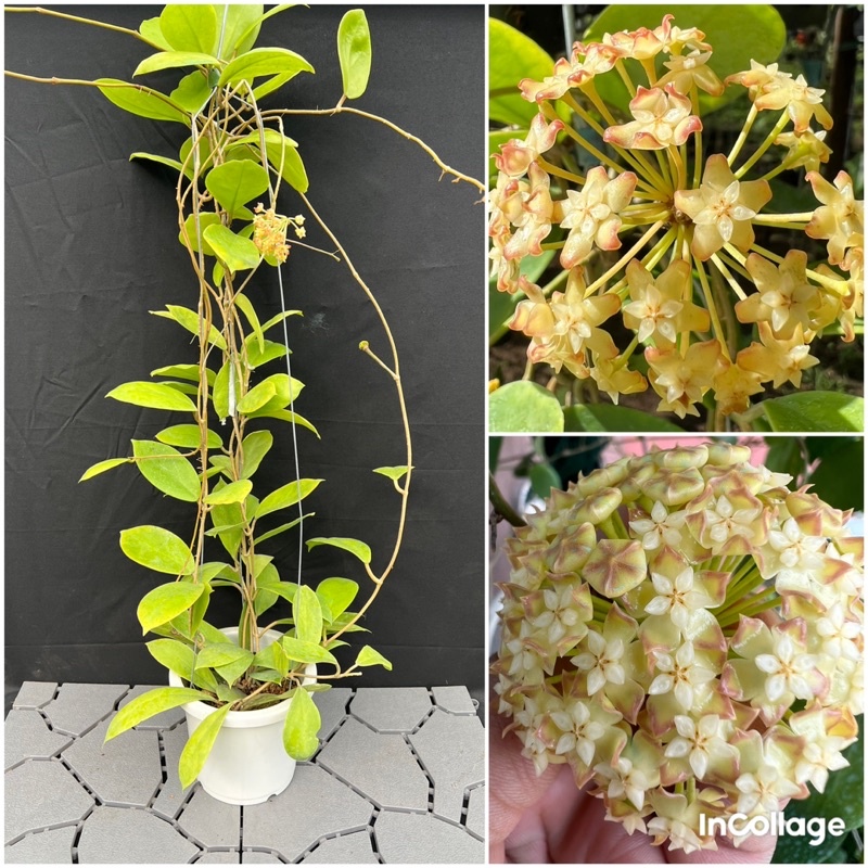 Hoa Cẩm cù Crassicaulis thân leo size lớn như hình, rất thơm mùi gừng
