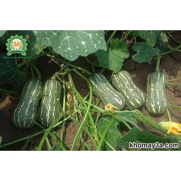 HẠT GIỐNG BÍ ĐỎ HỒ LÔ QUẢ DÀI SIÊU QUẢ (gói 10 hạt)