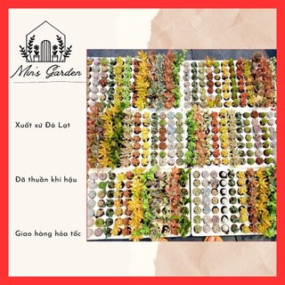  Combo 20 cây sen đá vỉ mix các loại  size mini   Vuờn của Min Xuất xứ Đà Lạt đã thuần khí hậu 