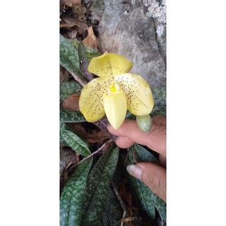 combo 2 cây Lan hài gấm