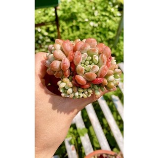 sen đá sỏi tuyết