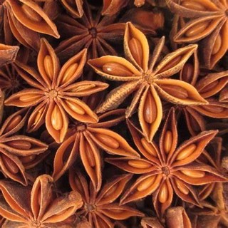 CÂY HỒI GIỐNG ( CÂY CAO 45-60 CM)