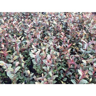CÂY GIỐNG ỔI TÍM( CÂY CAO 60-70CM)