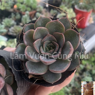 Sen Đá Hồng Nâu 🎂🎂🎂 Size Bầu