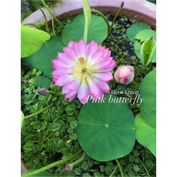 Củ sen mini Pink butterfly