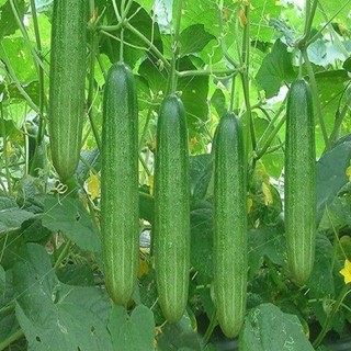 Cải chíp ( cải thìa) F1