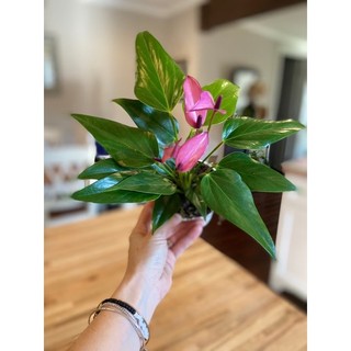 <GIÁ RẺ> Chậu Hồng môn tím (Purple Arc Tulip Anthuriums)