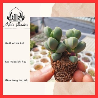 Sen đá tim size mini 🔥free ship🔥 xuất xứ đà lạt, đã thuần khí hậu