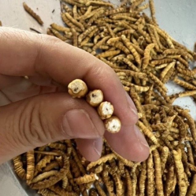 Đông Trùng Hạ Thảo Tây Tạng Tự Nhiên hàng gẫy do vận chuyển