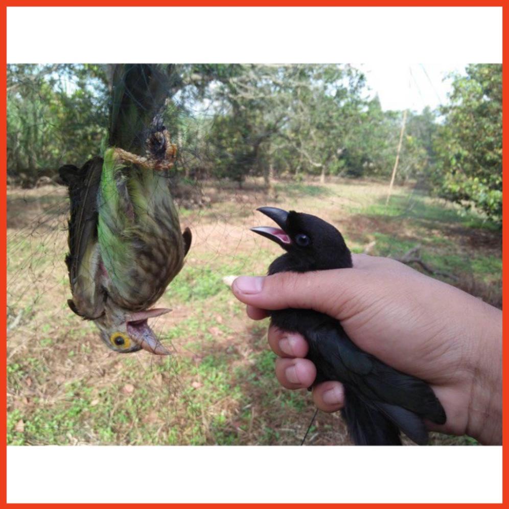 Lưới bẫy chim tàng hình hàng thái lan bắt các loại chim chào mào,chim ri+chim trao trảo + khuyên v..v  -