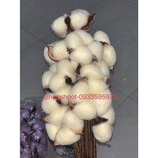 Hoa bông gòn( bó 10 bông)