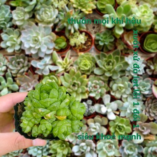 Sen đá ngọc dc garden size bé 5-8cm, cây sen đá