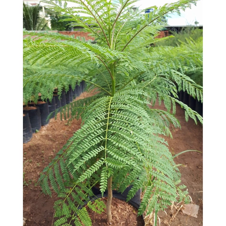 HẠT GIỐNG CỎ CHĂN NUÔI CÂY KEO DẬU ( CÂY BÌNH LINH ) - SINH TRƯỞNG TỐT, CHẤT LƯỢNG HẠT GIỐNG CAO
