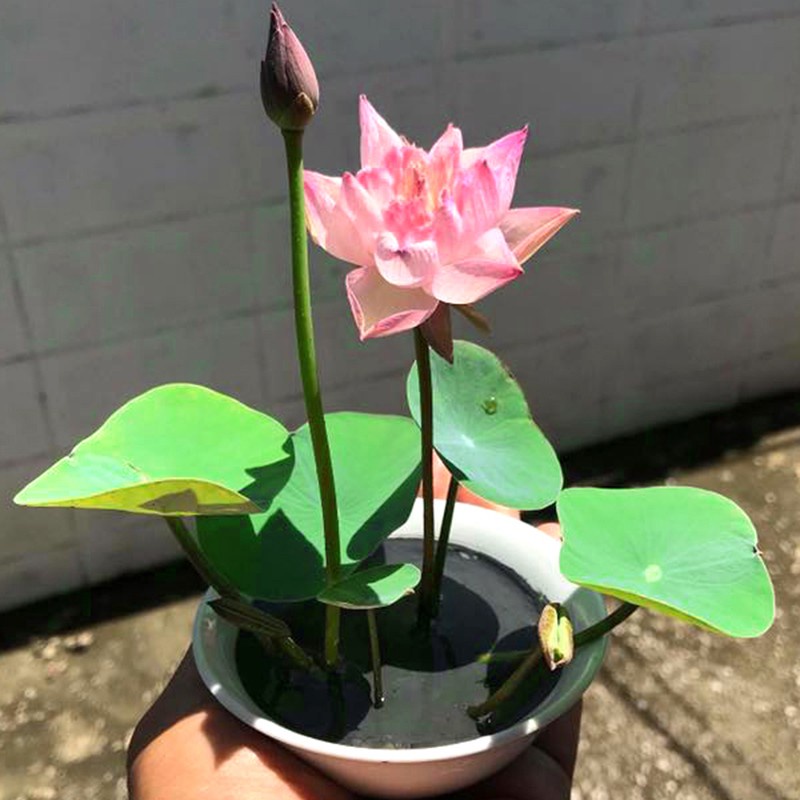 10 Hạt Giống Hoa Sen Nhật Mini Đủ Màu