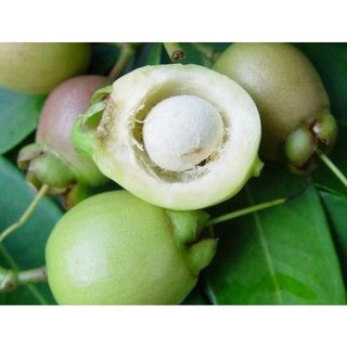 Cây giống mận roi lý