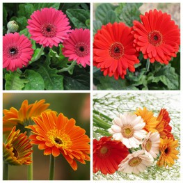 Hạt Giống Hoa Đồng Tiền Mix  -