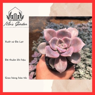 Sen đá hồng mập 🔥FREE SHIP🔥 Xuất xứ Đà Lạt, đã thuần khí hậu