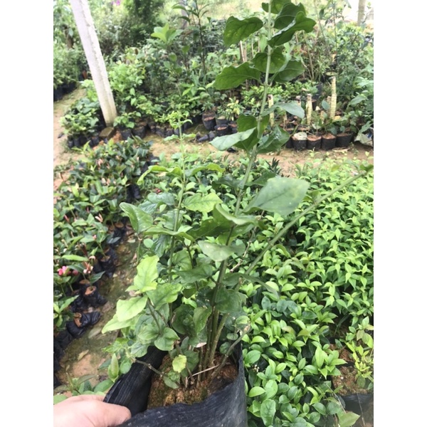 Giống cây hoa nhài ta - hoa lài