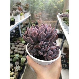 SEN ĐÁ CÚC TÍM (Echeveria cupid)