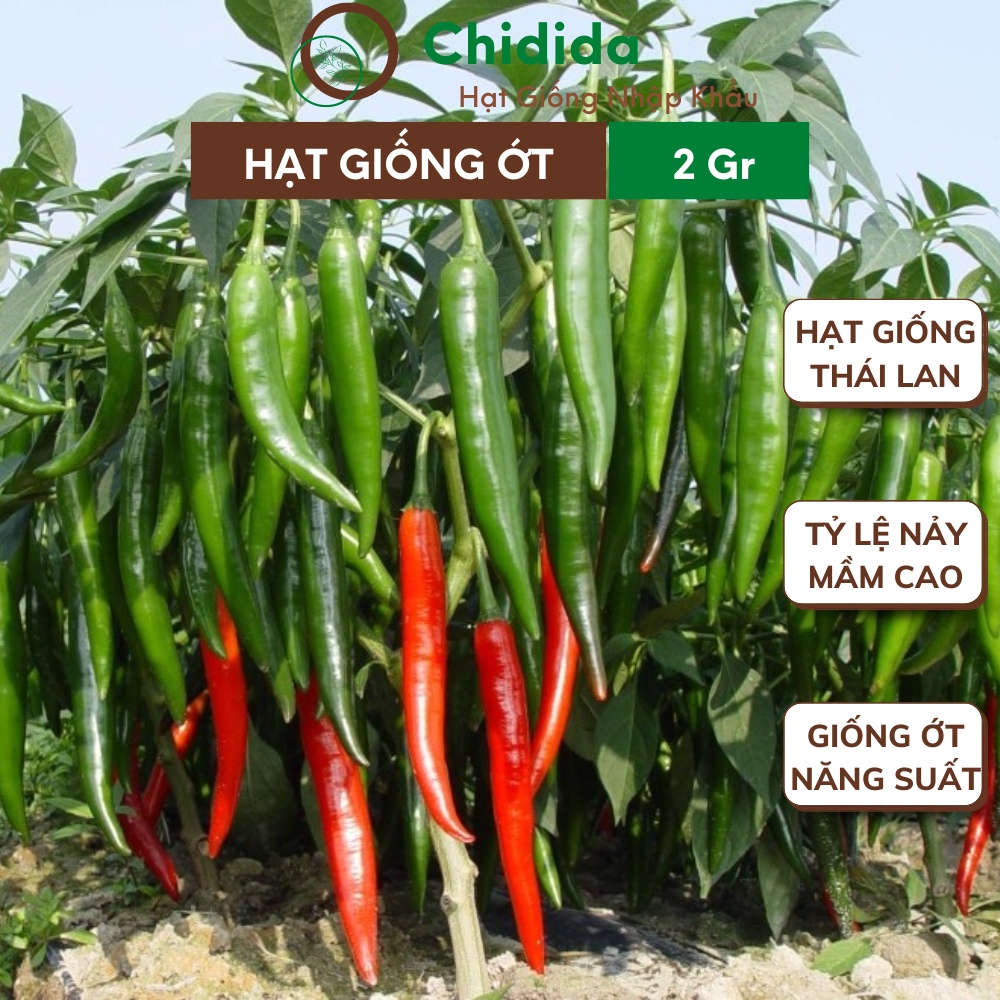 Hạt giống ớt chỉ địa Chidida giống ớt siêu năng suất Thái Lan trái to thịt dày ăn cay ngon gói 2g