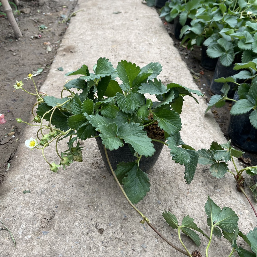 Cây dâu tây bụi xum trồng sẵn bịch đen đã có thể cho ra trái