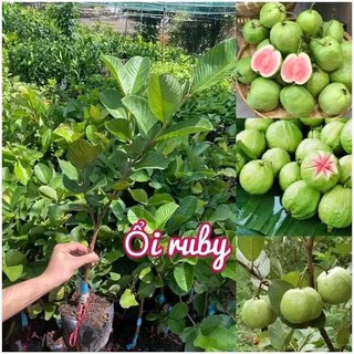 Cây giống ổi ruột hồng rubi
