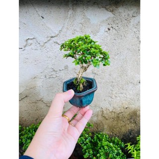 (ĐƯỢC CHỌN) Chậu Sam hương cây bonsai mini làm tiểu cảnh, terrarium, bán cạn, bàn làm việc