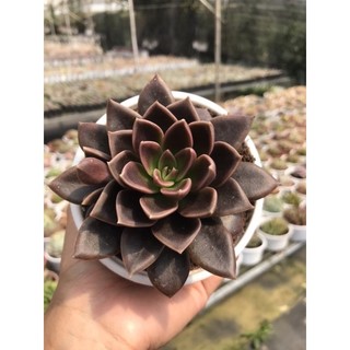 Sen Đá Socola Giống Mới Size Trung