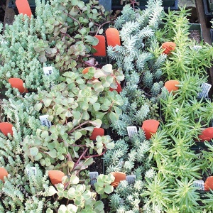 Hạt Giống Sen Đá SEDUM Nhiều Màu - 150 HẠT