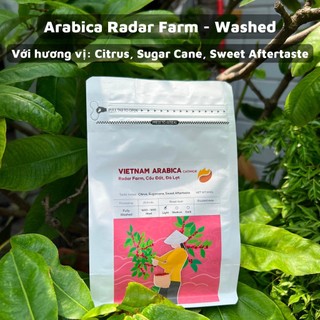 Cà phê arabica radar farm rang light pha cold brew pour over pha thủ công