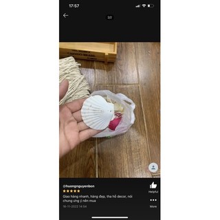 VỎ SÒ QUẠT TRANG TRÍ BỂ CÁ CẢNH 100 GR