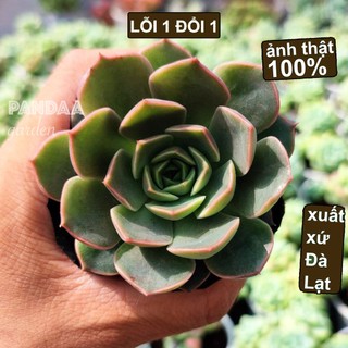 Sen đá hoa hồng đỏ size 5-8cm, vườn sen đá pandaa garden đà lạt cây siêu khoẻ dễ chăm trồng, lỗi 1 đổi 1