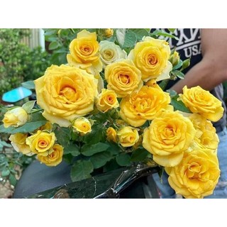 Hoa hồng bụi Tezza vàng siêng hoa