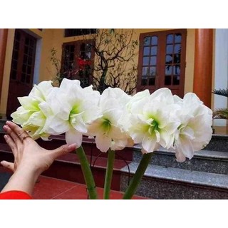 combo 5 CỦ GIỐNG HOA LAN HUỆ NHIỀU MÀU