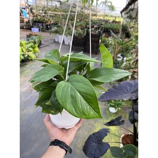 Chậu cứng Jade Pothos- Trầu bà Jade