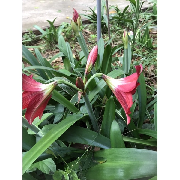 Cây loa kèn-  Lan Huệ Tây