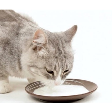 Sữa Cho Pet Thú Cưng Chó Mèo Bio Milk Gói 100g Bổ Sung Chất Dinh Dưỡng