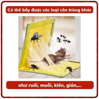 KEO BẪY CHUỘT ĐẠI PHÁT (MIẾNG)