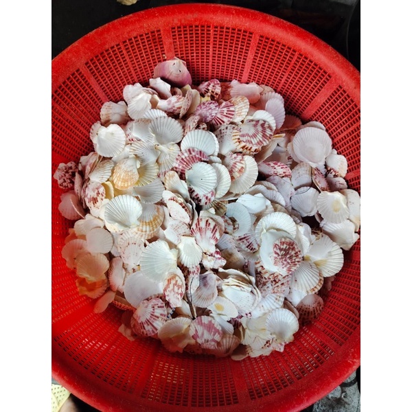 1Kg VỎ SÒ CÁC LOẠI