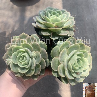 Sen Đá Ngọc Bích 🏝🏝🏝 - Size Bầu - Trung