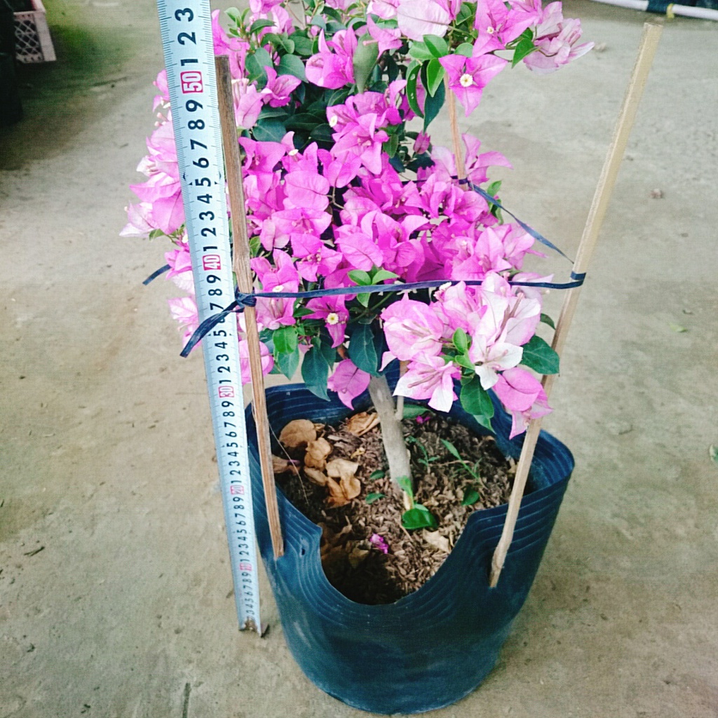 Hoa Giấy Tím Tuyết - cây cảnh đẹp trang trí sân vườn