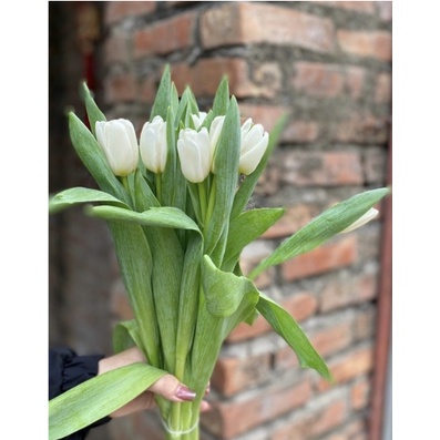 Hoa Tulip tươi nhiều màu (10 bông) - Hoa tươi Ngọc Huyền