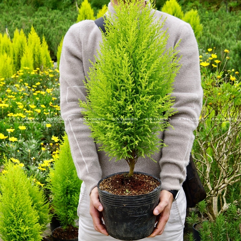 Tùng Thơm JUN GARDEN size tùng chanh