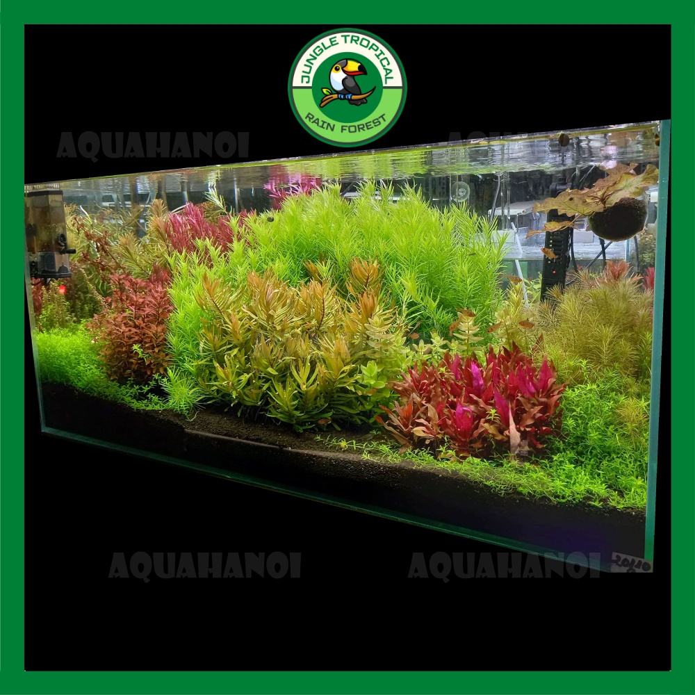 Phân nền thủy sinh cá tép cảnh, cây bonsai, hoa lan Nhật Bản Akadama Ryusen - Đất sét Nhật - Size SS - 1 bao